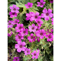 Geranium hybridum ´Pink Penny´ / Kakost, K9
