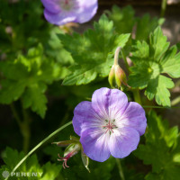 Geranium 'Rozanne' ® / Kakost, K11