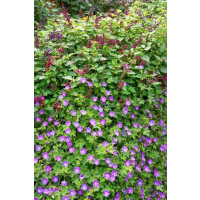 Geranium sanguineum ´ Vision´ / Kakost krvavý , K9