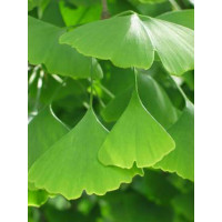 Ginkgo biloba / Jinan dvoulaločný, 30-40 cm, K12