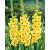 Gladiolus ´Nova Lux´ / Mečík, bal. 10 ks, 12/14