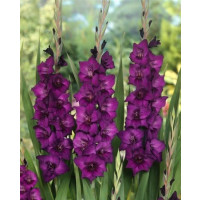 Gladiolus ´Purple Flora´ / Mečík, bal. 5 ks, 12/14