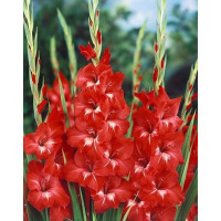 Gladiolus ´Traderhorn´ / Mečík, bal. 10 ks, 12/14