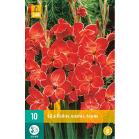 Gladiolus nanus ´Atom´ / Trpasličí mečík, bal. 10 ks, 8/9