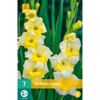Gladiolus ´Buggy´ / Mečík, bal. 7 ks, 12/14