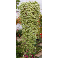 Glechoma hederifolia ´Variegata´ / Popenec břečťanovitý, K7