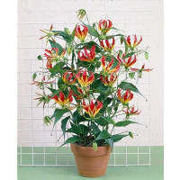Gloriosa rotschildiana / Glorióza, 15/20