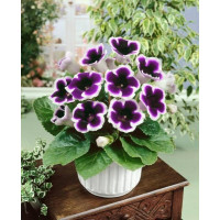 Sinningia speciosa ´Kaiser Wilhelm´ / Gloxinie modrobílá, 5/+