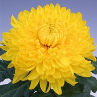 Dendranthema x indicum / Chrysanthemum ´Golden Alex Bedser´ / Chryzantéma / Listopadka, K9