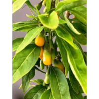 Lycium  ´Golden Goji´ / Goji - Kustovnice čínská, C2