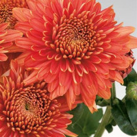 Dendranthema x indicum / Chrysanthemum ´Gompie Red´ / Chryzantéma / Listopadka indická, K9