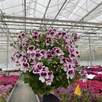 Pelargonium spec. Grandeur® Odorata Citrus Floral / Muškát vonný, K7