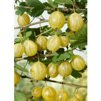 Ribes grossularia ´Lady Sun´ / Angrešt rezistentní žlutý, keř, 2-3 výh.,  štep. 