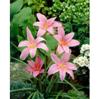 Zephyranthes robustus / Zefyrantes, bal. 10 ks, 7/+