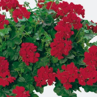 Pelargonium pelt. Happy Face® Velvet Red® /  Muškát převislý, bal. 3 ks, 3xK7