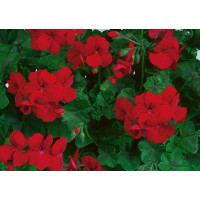 Pelargonium pelt. Happy Face® Red® / Muškát převislý, bal. 6 ks sadbovačů