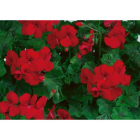 Pelargonium pelt. Happy Face® Velvet Red® / Muškát převislý, bal. 6 ks, 6x K7