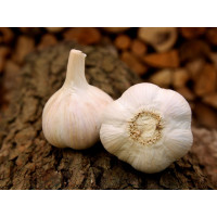 Allium sativum ´Havel´ / Sadbový česnek, bal. 3 hlaviček, 125 g