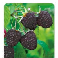 Rubus idaeus ´Heban´ / Maliník černý, C1