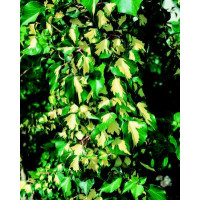 Hedera helix ´Gold Heart´ / Břečťan, 60-80 cm, C1,5
