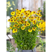 Helenium autumnale ´Wasergold´/ Záplevák podzimní žlutý, C1,5