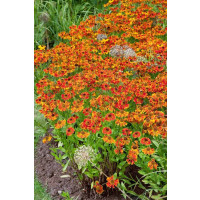 Helenium ´Waltraut´/ Záplevák / Helénium, K9