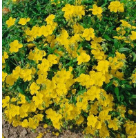 Helianthemum hybrida ´Golden Queen´ / Devaterník, K9