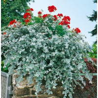 Helichrysum petiolare ´Silver Super Compact´ / Smil řapíkatý, bal. 6 ks sadbovačů