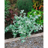 Helichrysum petiolare ´Moes Silver´ / Smil řapíkatý, bal. 6 ks sadbovačů