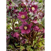 Helleborus orientalis ´Halcyon Early Dark Red´ / Čemeřice východní, K11