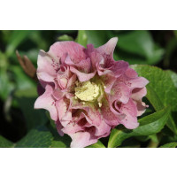 Helleborus orientalis ´Double Pink´ / Čemeřice východní, C1,5