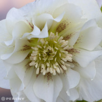 Helleborus orientalis 'Double Ellen White'® / Čemeřice východní, K11