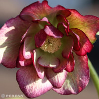 Helleborus orientalis ´Double Ellen Picotee´ / Čemeřice východní, K11
