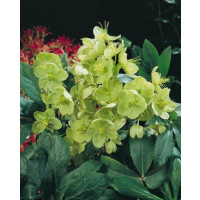 Helleborus argutifolius / Čemeřice, K11