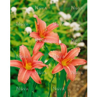 Hemerocallis 'Pink Charm' / Denivka, K11