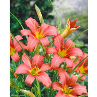 Hemerocallis 'Pink Damašek' / Denivka, C1,5