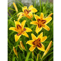 Hemerocallis ´Bonanza´ / Denivka, K9