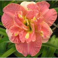 Hemerocallis 'Lacy doily' / Denivka, C2