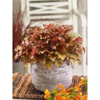 Heuchera x hybrida ´Marmalade´ / Dlužicha, C1