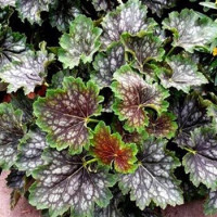 Heuchera americana Marvelous Marble / Heuchera , K9