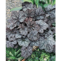Heuchera ´Amethyst Myst´ / Dlužicha / Heuchera, K9