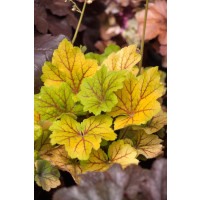Heuchera x hybrida ´Electra´ / Dlužicha, C1