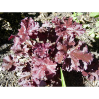 Heuchera americana Melting Fire / Heuchera , K9