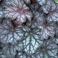 Heuchera ´Velvet Night´ / Dlužicha / Heuchera, K9
