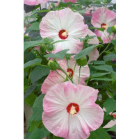 Hibiscus moscheutos ´Nippon Blush F1´ / Ibišek růžový, K9