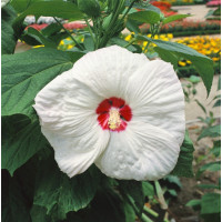 Hibiscus moscheutos ´Old Yella´ / Velkokvětý ibišek bílý, K17