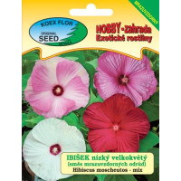 Hibiscus moscheutos / Velkokvětý ibišek směs, nízký, velkokvětý,  bal. 5 s