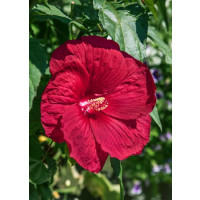 Hibiscus moscheutos RED / Velkokvětý ibišek červený, K9