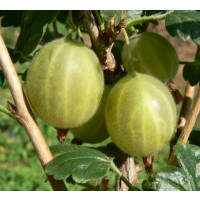 Ribes grossularia ´Hinnonmaki Gelb´ / Angrešt žlutý rezistentní, stromek, 2-3 výh., ryb. zl., C2
