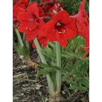 Hippeastrum ´Red Lion´ / Hvězdník, 32/34